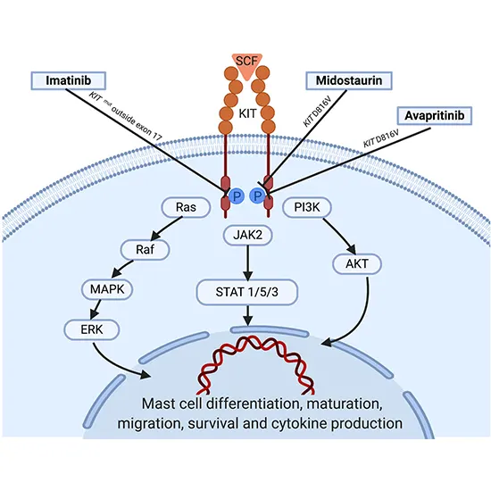KIT Mutation Analysis-Systemic Mastocytosis